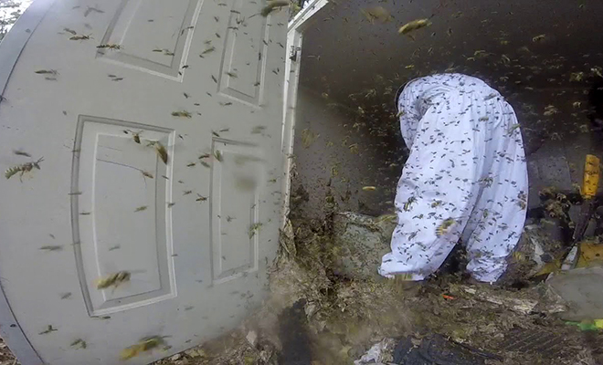 Мужчина решил убрать ос из старого гаража, но потом понял, что гнездо занимает весь гараж: видео