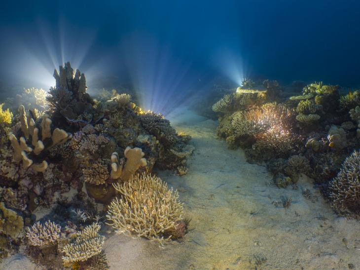 Дивный подводный мир в снимках призеров фотоконкурса Ocean Art 2018 Интересное