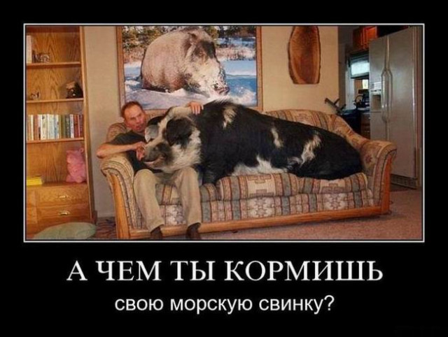 Демотиваторов пост: «Когда бюджет ограничен, а праздника хочется…» 