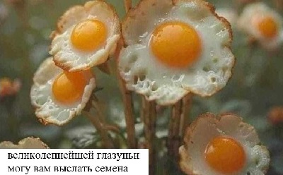 В бизнес-центре морили паразитов. Плохо почувствовали себя 3 банкира и 2 рекламных агента