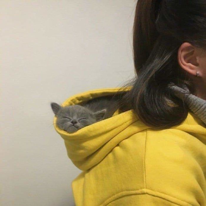 20 фотографий котов, которые, если присмотреться, повсюду животные