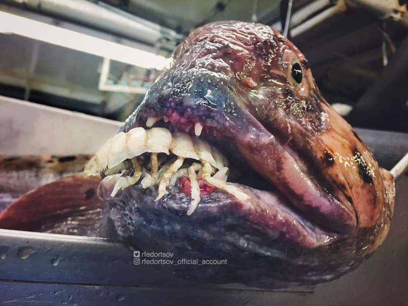 Странные существа из морских глубин, пойманные Романом Федорцовым
