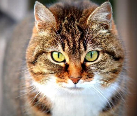 Кошка Галя. Я ее почти люблю