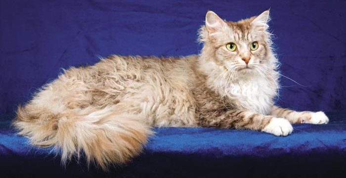 5 самых редких в природе пород кошек Культура