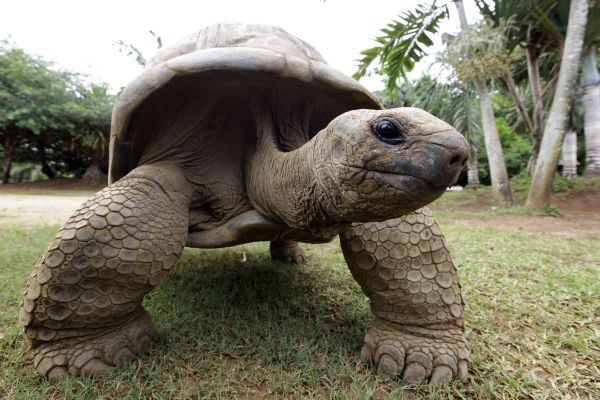 Абингдонская слоновая черепаха — 2012 год. вымирание, животные, планета земля