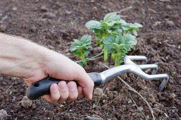 Как избавиться от проволочника, уничтожающего картофель