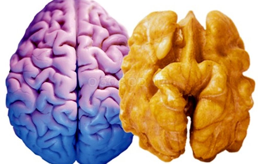 По форме ядро грецкого ореха напоминает полушария головного мозга