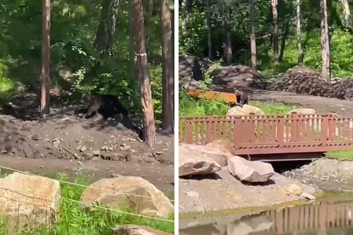 Медвежонок вышел к пруду в красноярской «Гремячей гриве»
