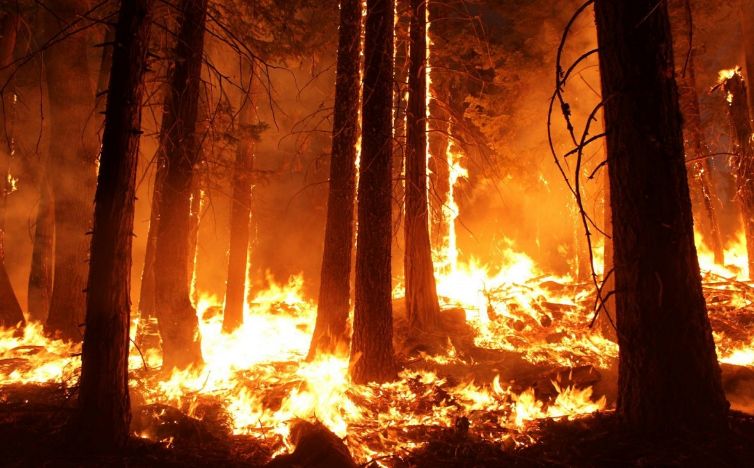 Daily Mail: в Европе наступил «апокалипсис» из-за рекордной жары и лесных пожаров Общество