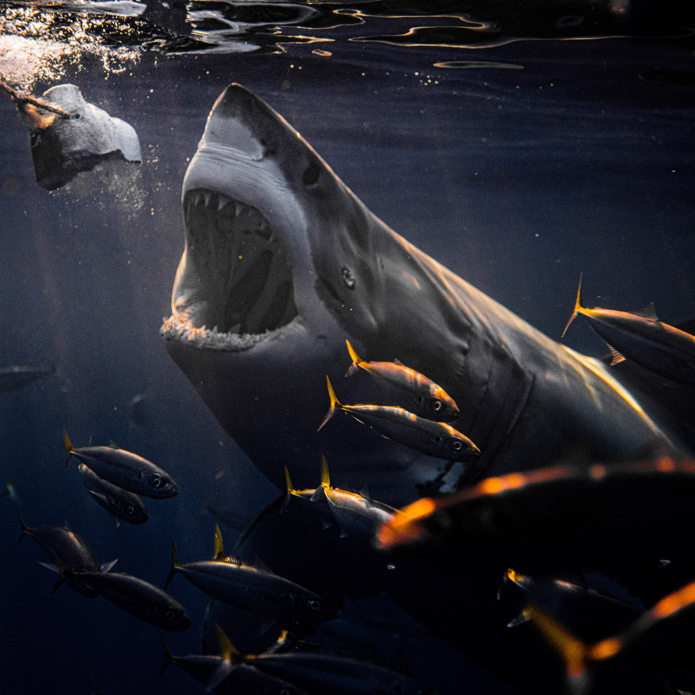 Потрясающие фотографии акул акулы,животные море,фотография