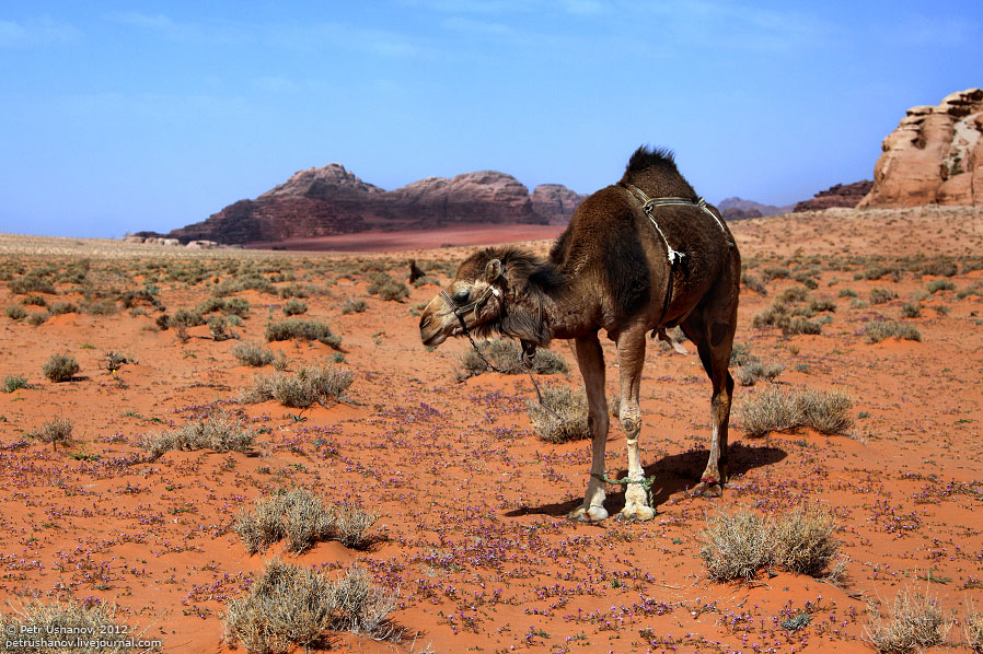 Лунная долина в Иордании Лунная долина в Иордании путешествия, иордания