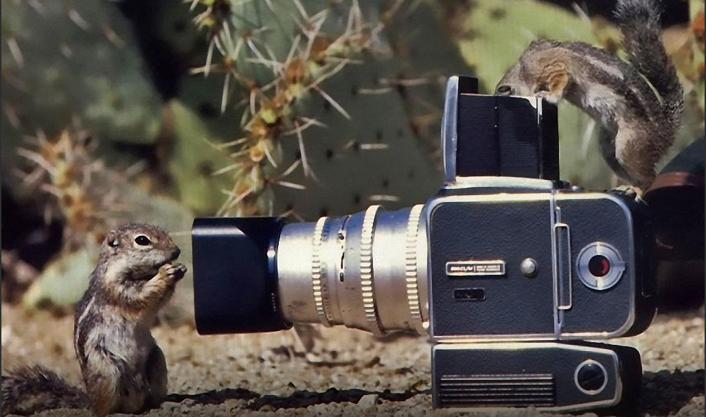 Фотоаппарат картинка прикол, днем