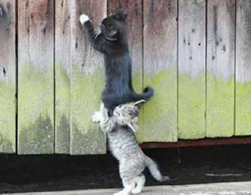 27 невероятных фотографий с животными, которые любят помогать другим 27 невероятных фотографий с животными, которые любят помогать другим mir-interes.info
