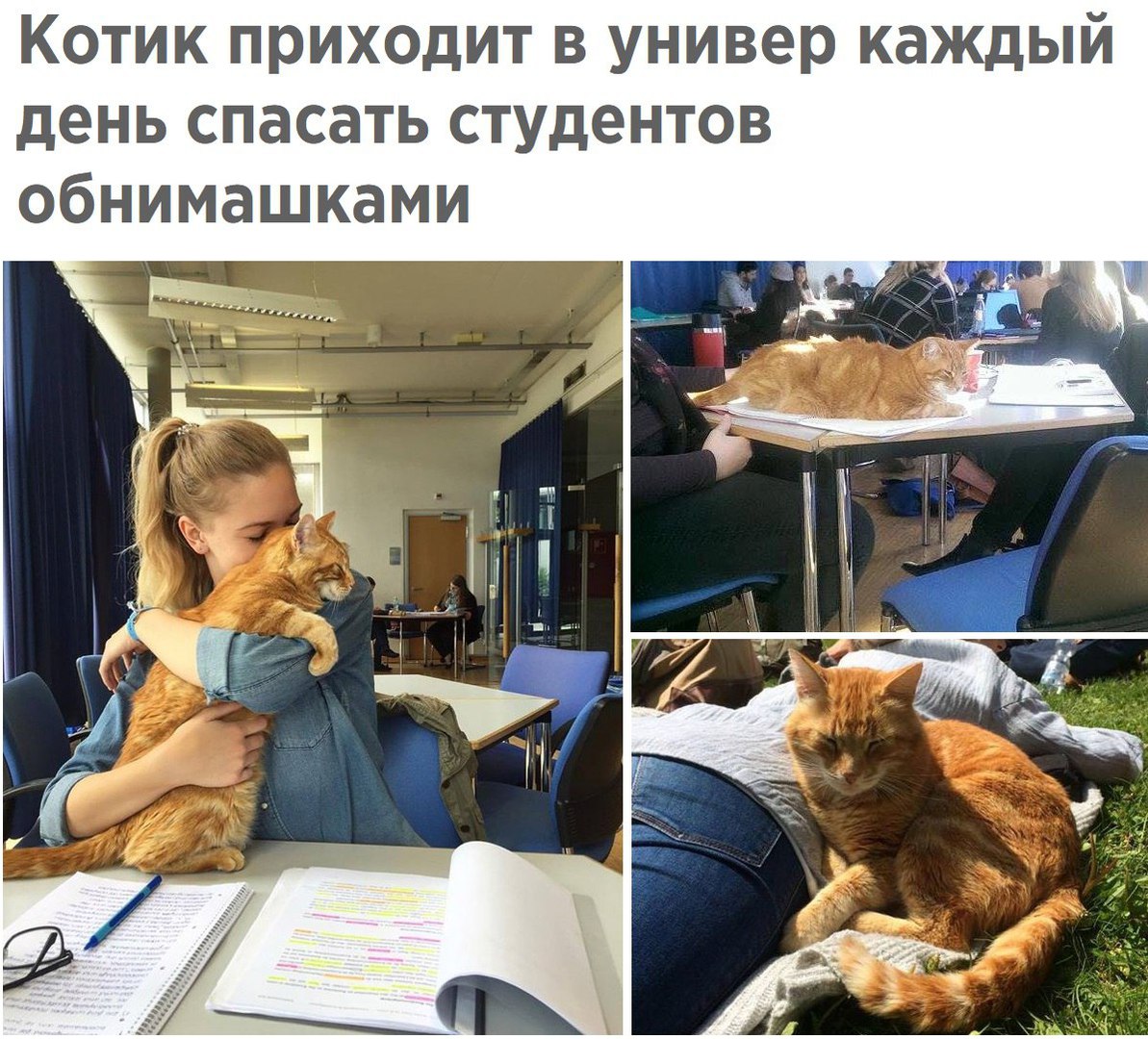 Смешные картинки кота Студенческая жизнь