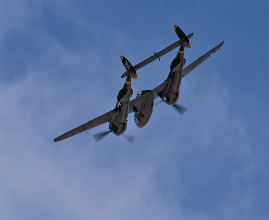 Fork Tailed Devil by Michael Hume on 500px.com