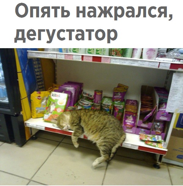 Етиццкий Кот... Етиццкий Кот...