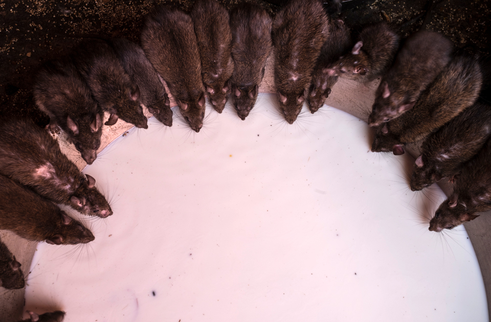 Крысиный рай: индийский храм, где поклоняются грызунам Крысиный рай: индийский храм, где поклоняются грызунам индия,история,крысы,культура индии,мир,страны