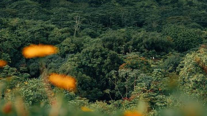 Древесные аксакалы: как леса помогают сохранить жизнь в экосистеме