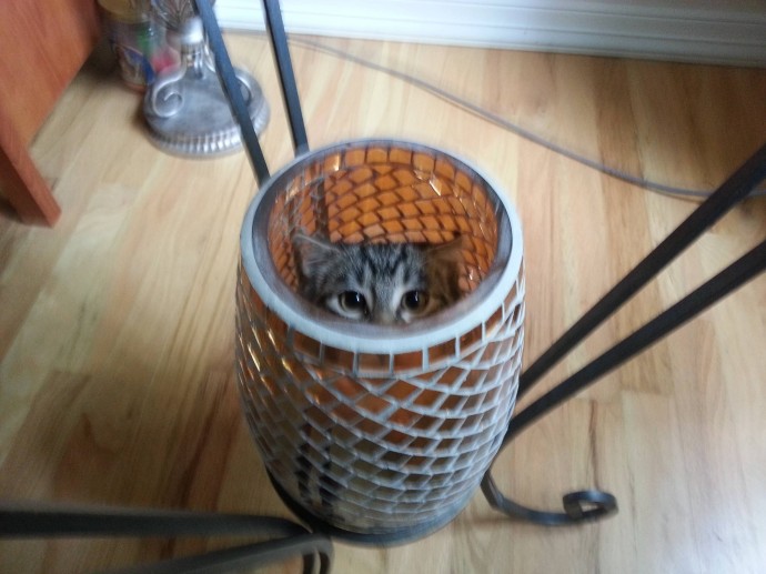 15 мест, где вы никак не ожидали увидеть кота 15 мест, где вы никак не ожидали увидеть кота дом