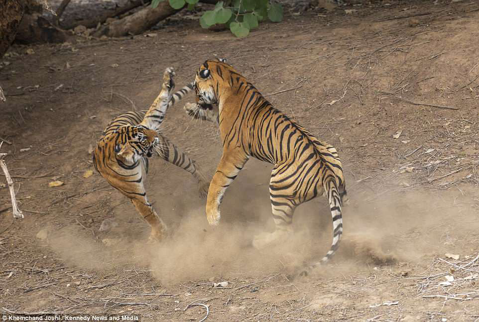 Сражение тигров в фотографиях
