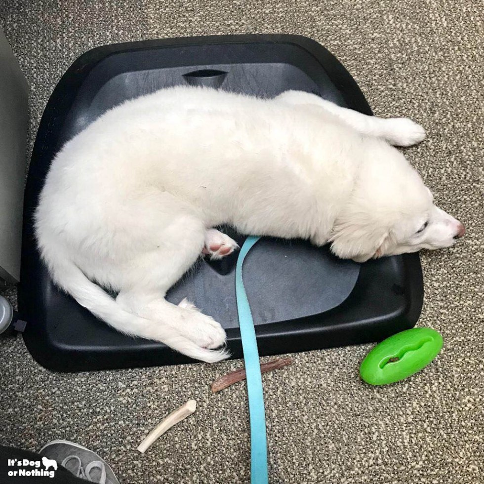 It's been awhile since we've updated, but here is Kiska, our Great Pyrenees puppy, at 4 months!