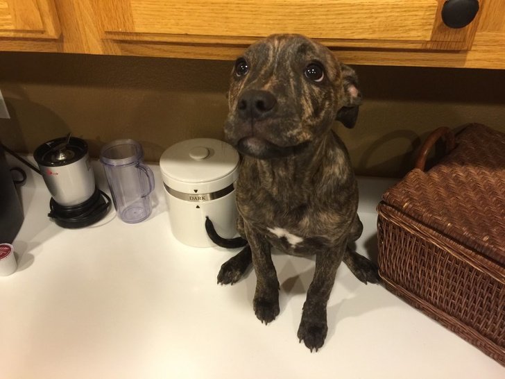 Эти фотографии доказывают, что животные созданы из любви Эти фотографии доказывают, что животные созданы из любви животные