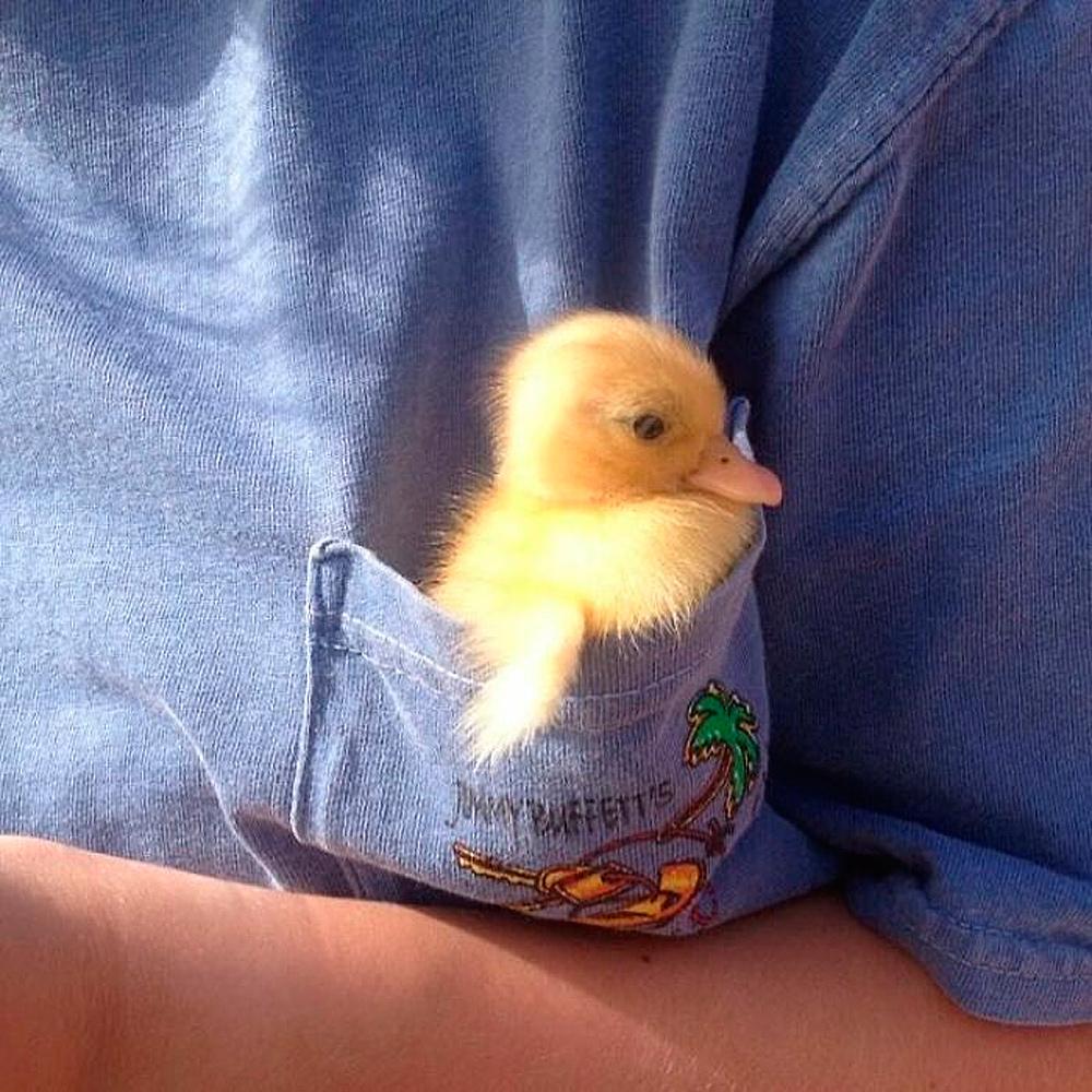 Очаровательные малыши: подборка самых милых фотографий детенышей животных