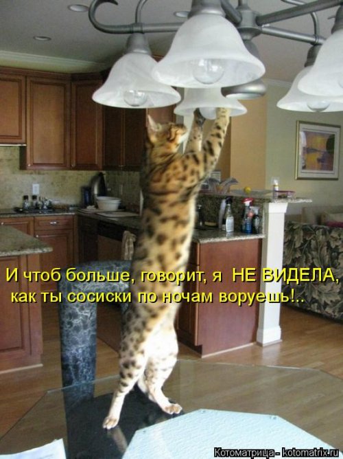 Свежая котоматрица для всех на выходные 