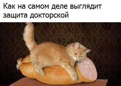 Етиццкий Кот... Етиццкий Кот...