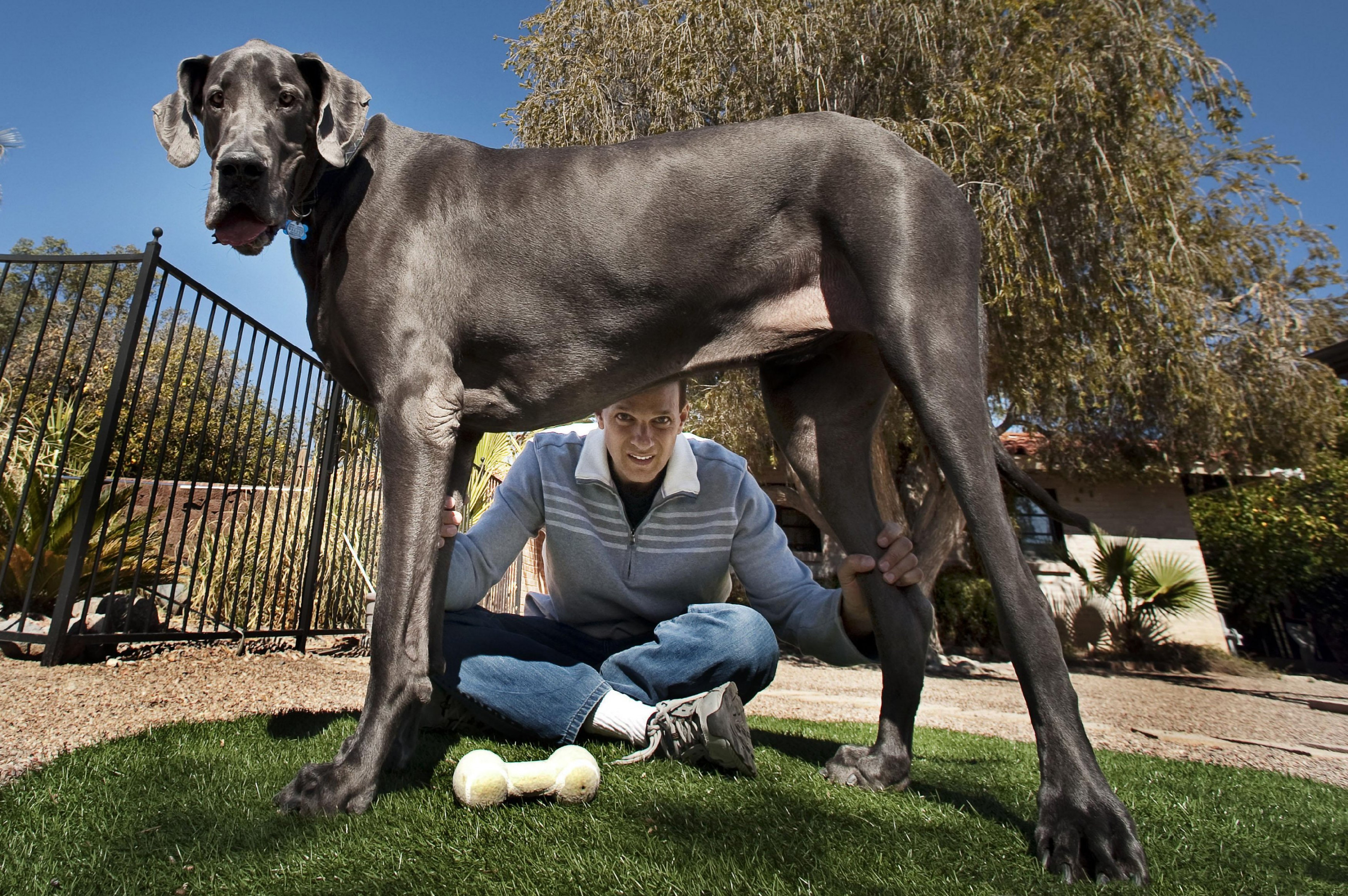 Большой xi. Немецкий дог гигантский Джордж рост. Датский дог Зевс. Дог Зевс самая большая собака в мире. Мастиф Зевс.