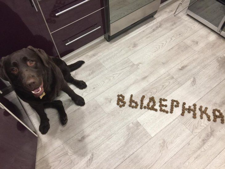 Прикольные фотографии которые поднимут настроение