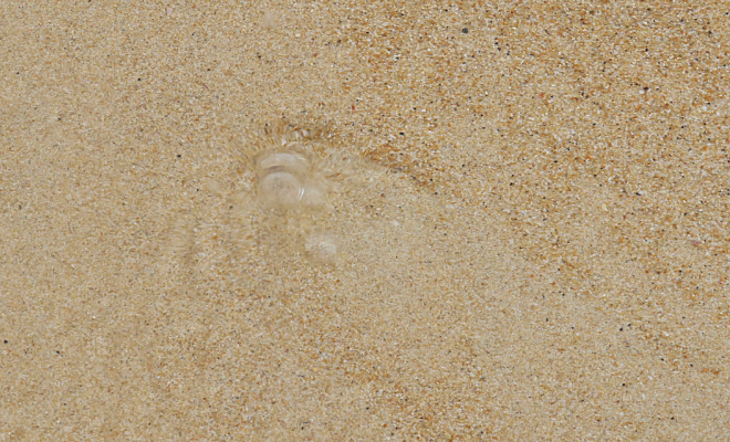 Мужчина заметил пузырь воздуха на пляже и копнул лопатой. Через минуту он достал краба размером с ведро 