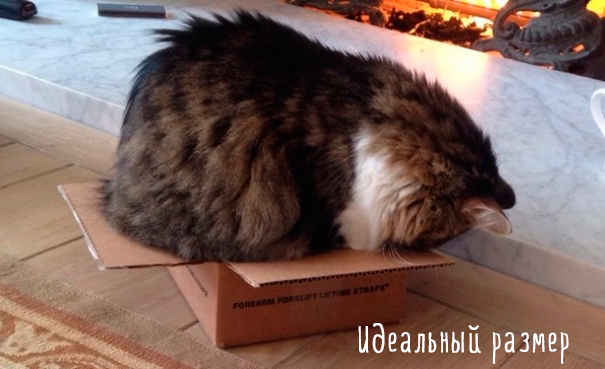 Картинки этих смешных котов развеселят вас за 1 минуту