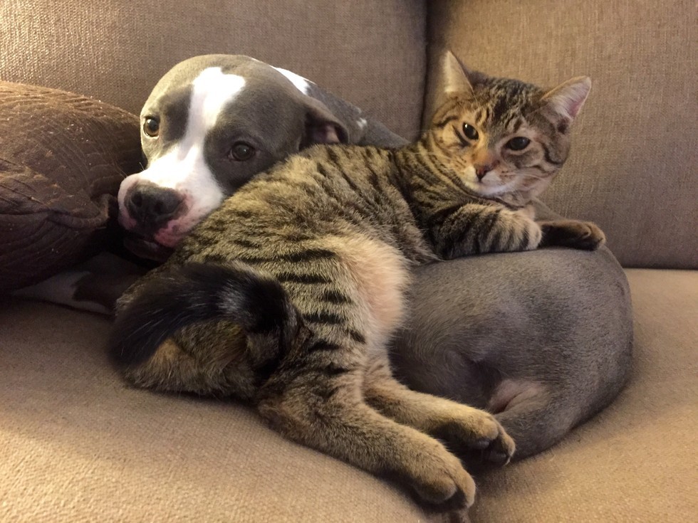 catslovedogs03