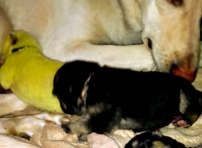 Щенки с мамой