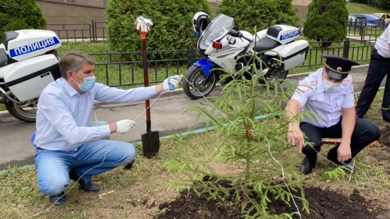 Ели для ГИБДД: в Туле появилась новая хвойная аллея