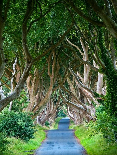 8-the-Dark-Hedges-Northern-Ireland