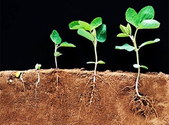 Регуляторы роста растений – виды, описание и инструкция по применению