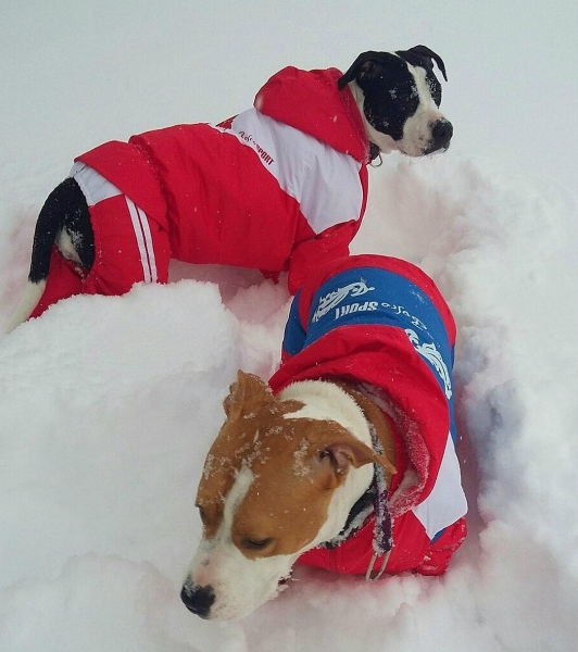 «Прятались от мороза в снежной норе»: Петербуржцы нашли двух своих потерявшихся собак в лесу спустя 18 дней