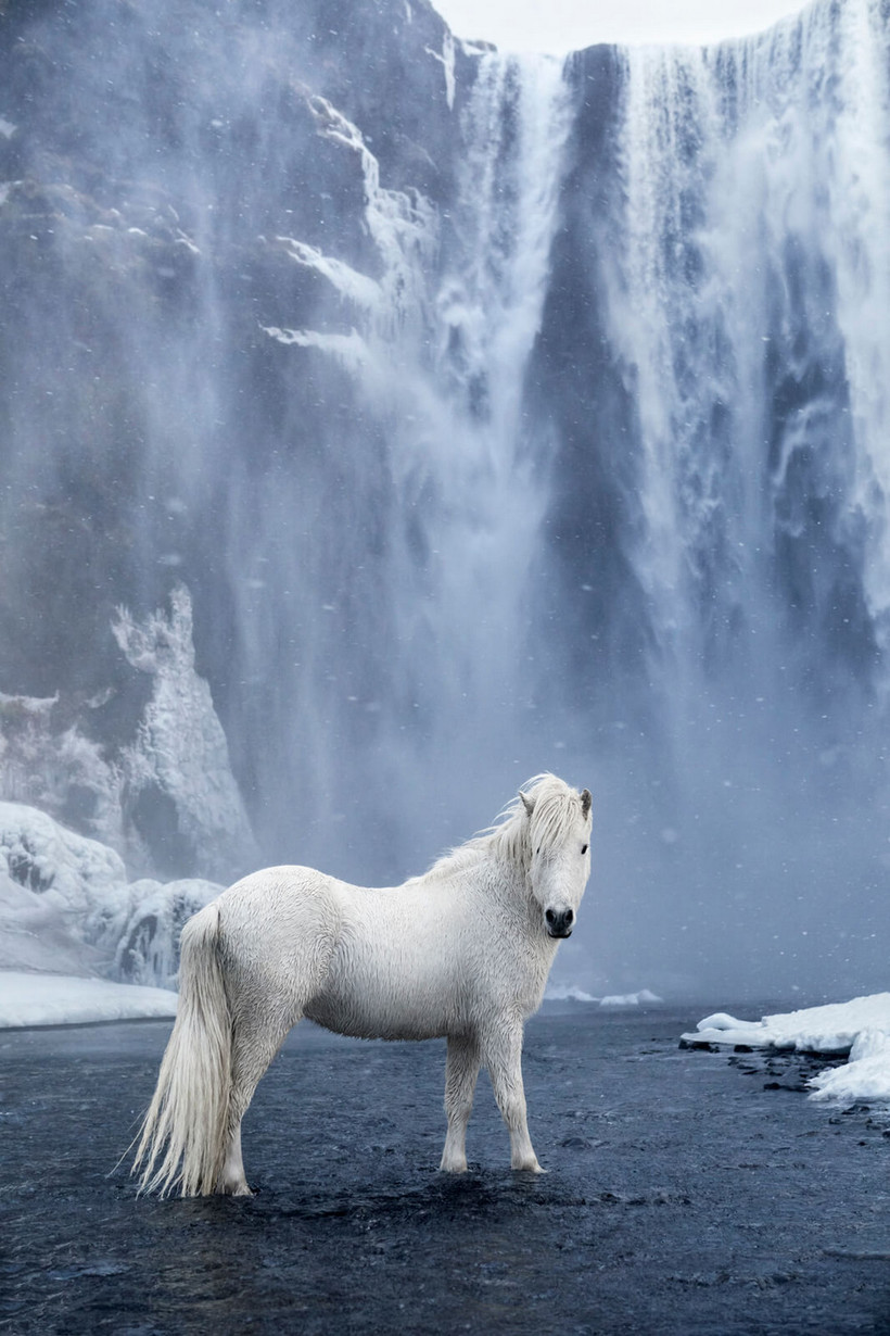 Сказочные фотографии лошадей, живущих в экстремальных условиях Исландии