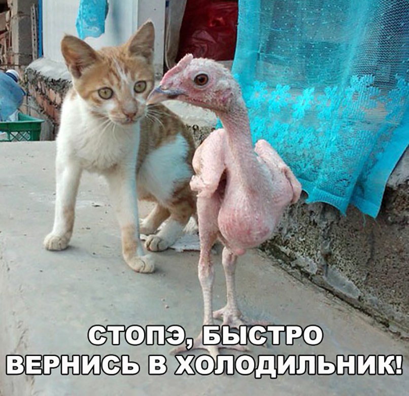 Днем, душевные картинки и фото с надписями смешно до слез