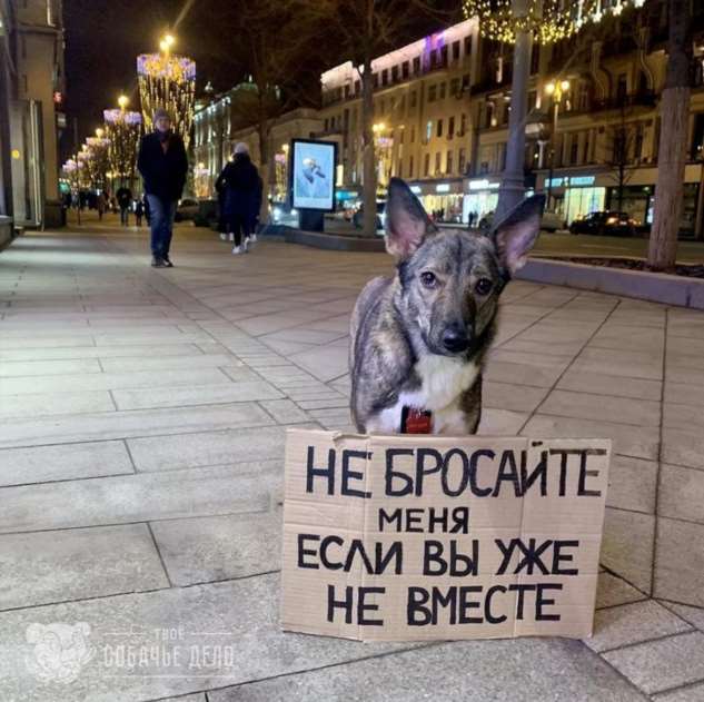 «Собаки — это не товар». Креативный фотопроект волонтеров из Москвы помогает людям обрести любящего друга