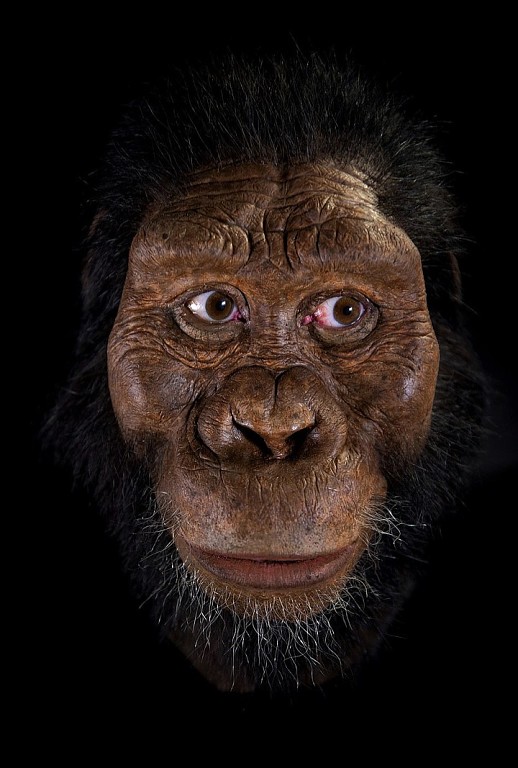 Открытие ученых: знаменитая Люси — прародительница всех людей - была дура-дурой 