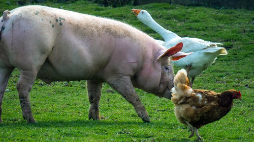 Гусь свинье товарищ