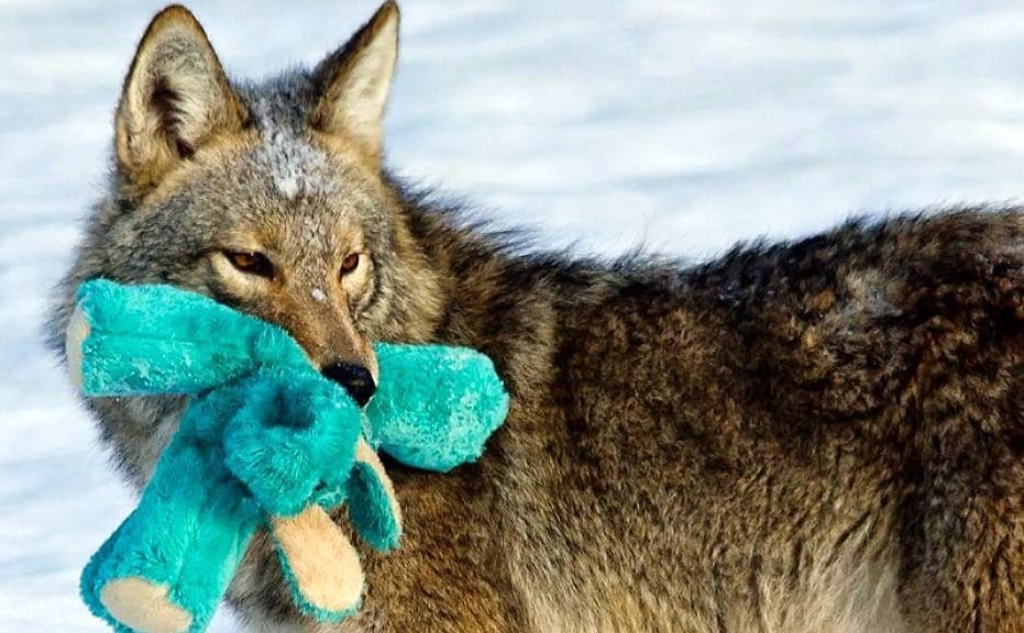 койот с игрушкой