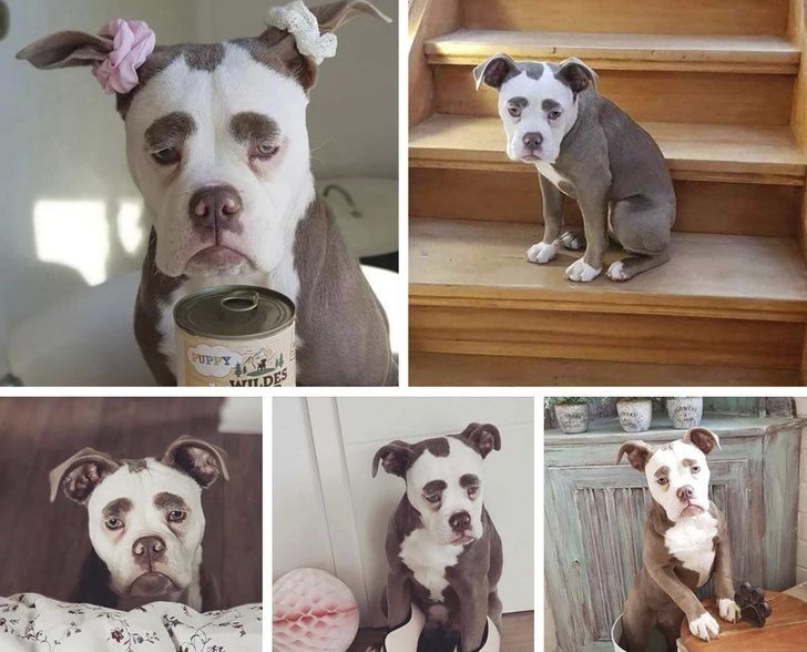 Пушистые мордашки, которые покорят вас своей изюминкой Пушистые мордашки, которые покорят вас своей изюминкой