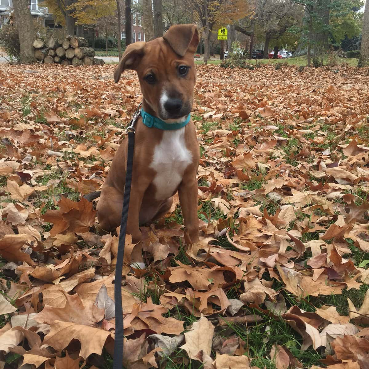 собака гуляет