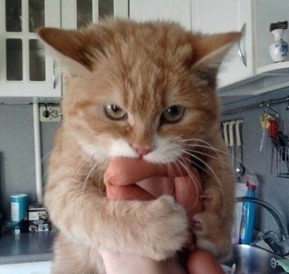 Етиццкий Кот... Етиццкий Кот...