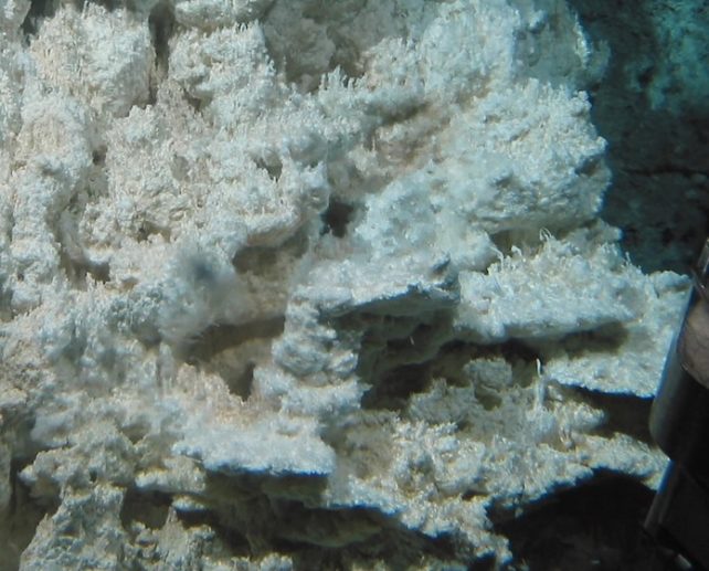 Колонии бактерий, живущие близ гидротермальных выходов