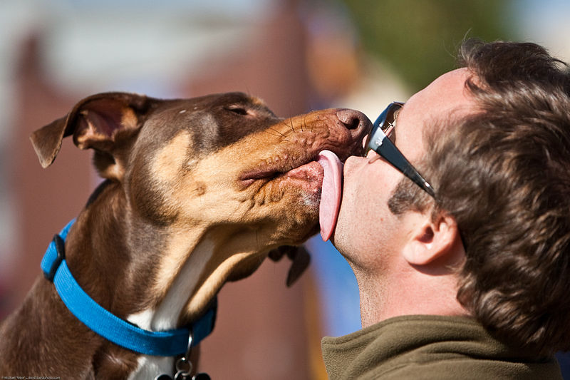 Целебные свойства собачьей слюны: правда и мифы домашние животные